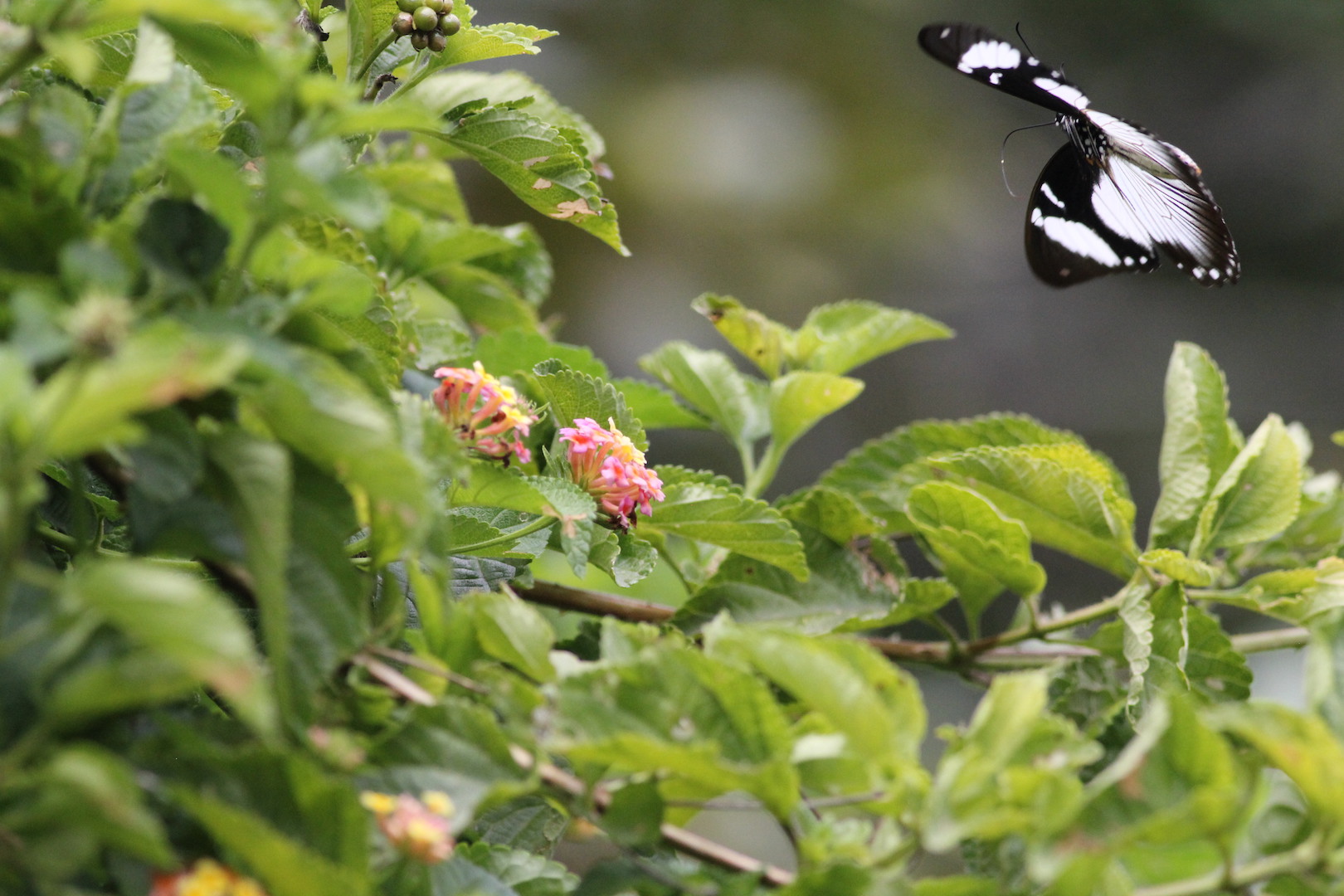 Polination of Lantana camara by a butterfly copy